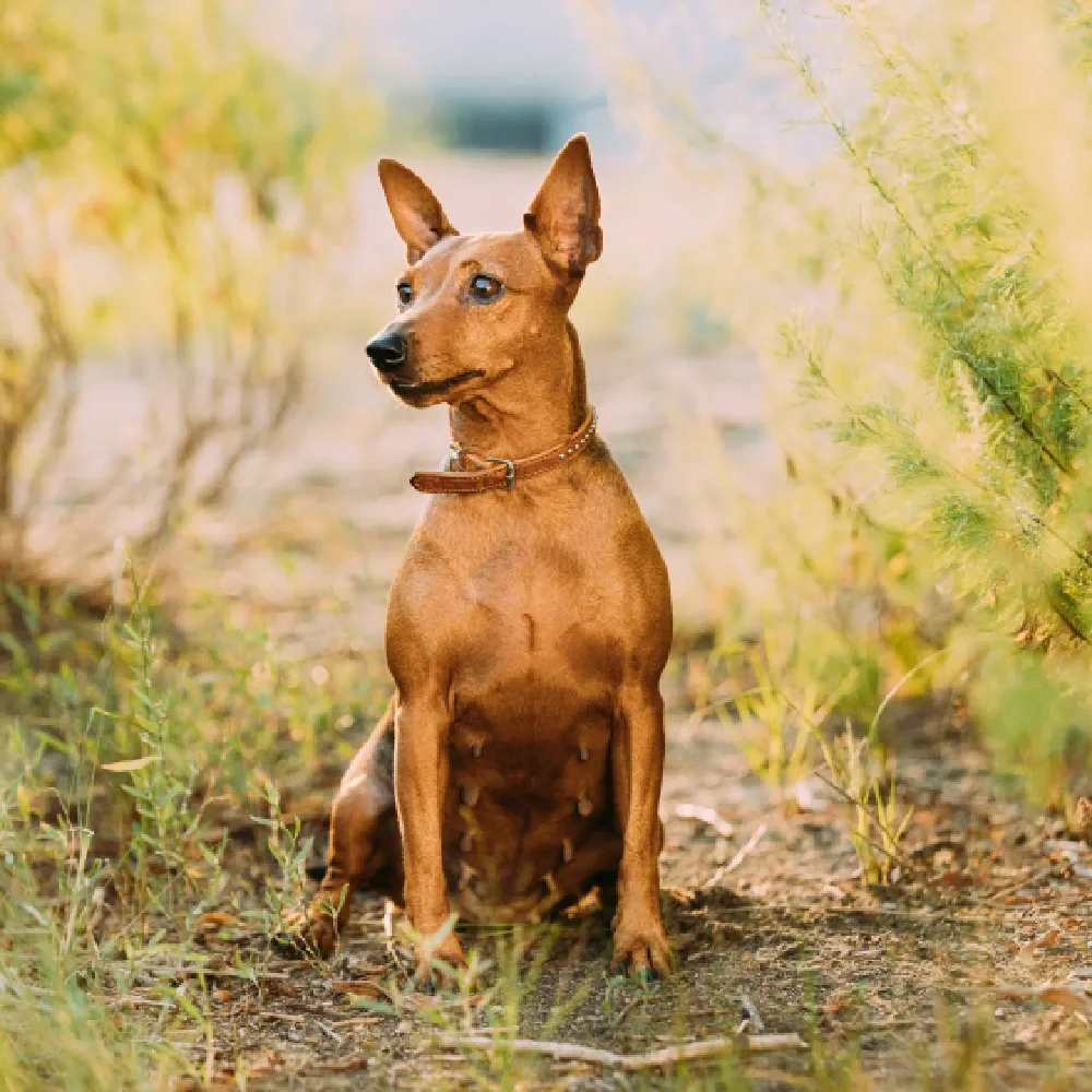 Pinscher 1.webp